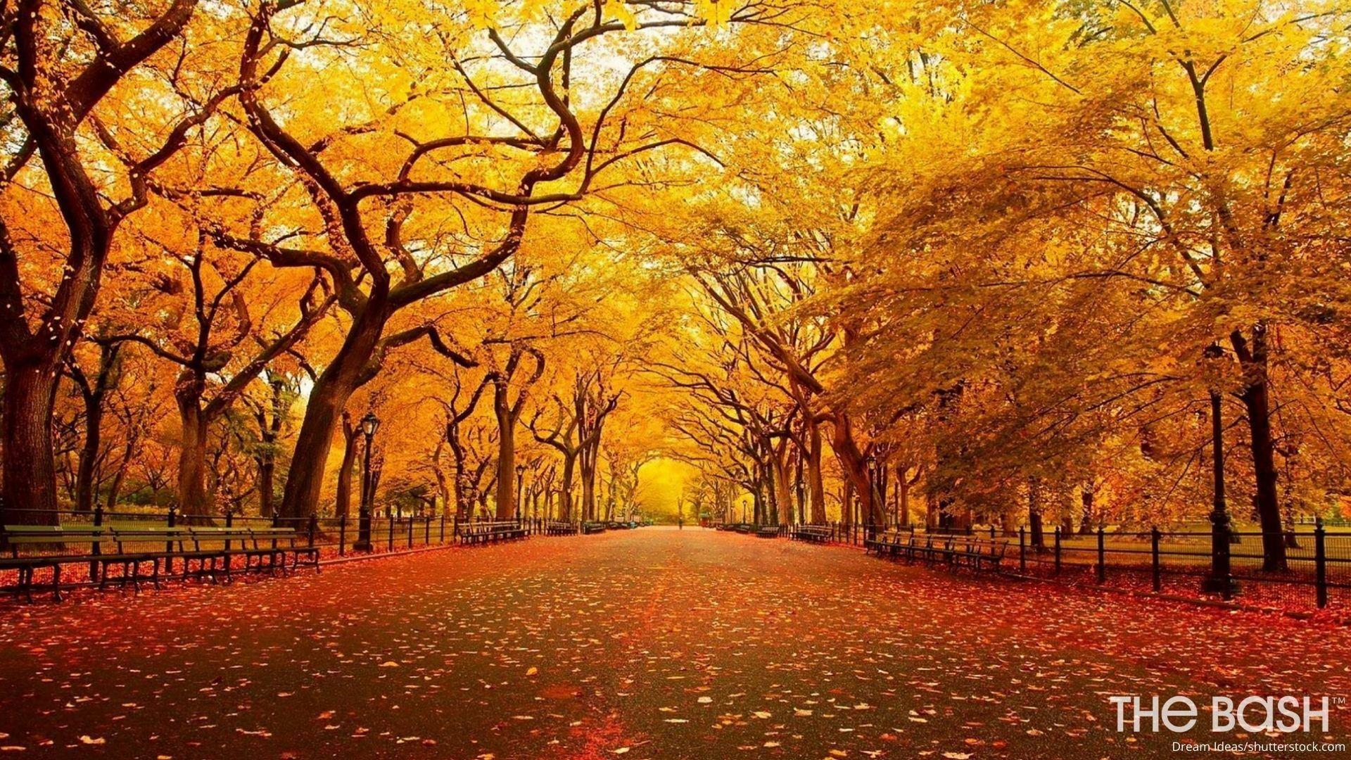 Fall Theme Wallpapers - Top Free Fall Theme Backgrounds - WallpaperAccess