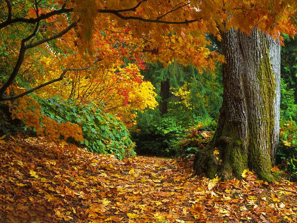 1024x768 Free download Fall Thanksgiving Wallpaper [1024x768] for your Desktop, Mobile & Tablet. Explore Fall Thanksgiving Wallpaper. Free Thanksgiving Wallpaper, Happy Thanksgiving Wallpaper, Thanksgiving Wallpaper Background