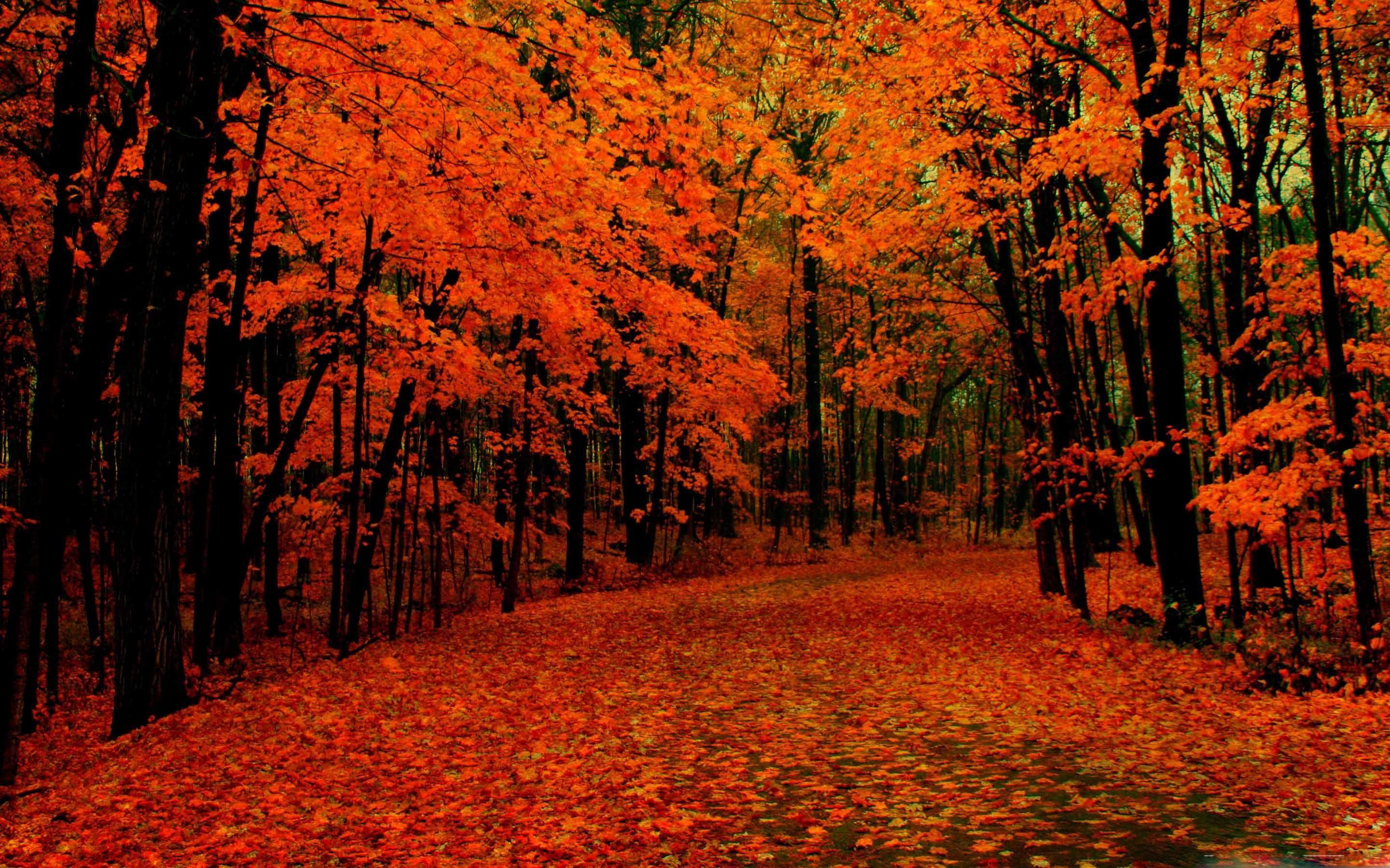 Fall отзывы. Осень картинки красивые на рабочий стол. Кленовый лес. Обои на рабочий стол осень природа. Заставка на рабочий стол природа осень.