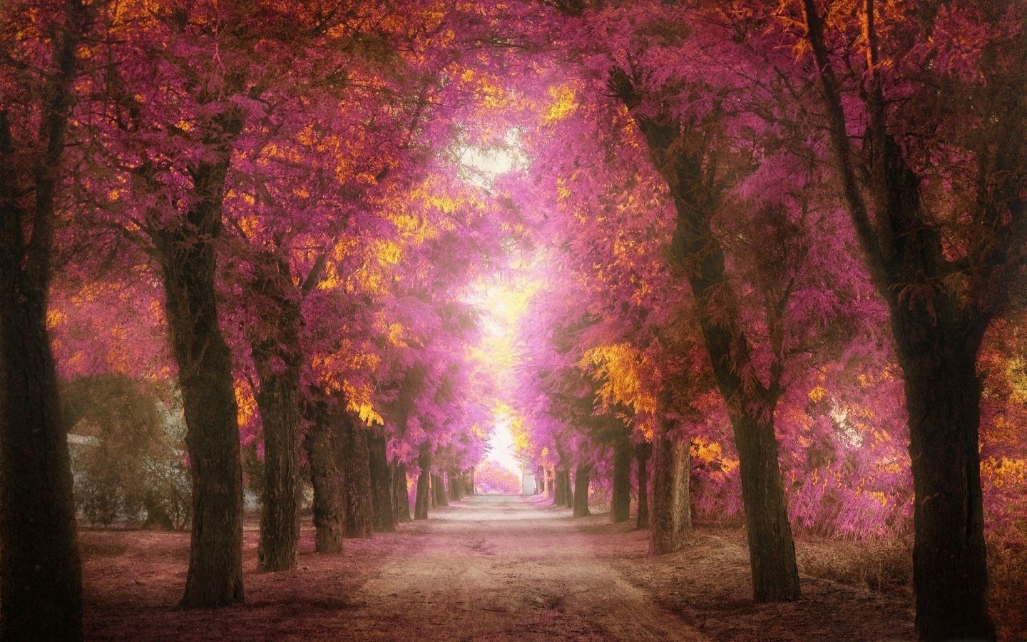 1440x900 Pink park MacBook Air Wallpaper Download