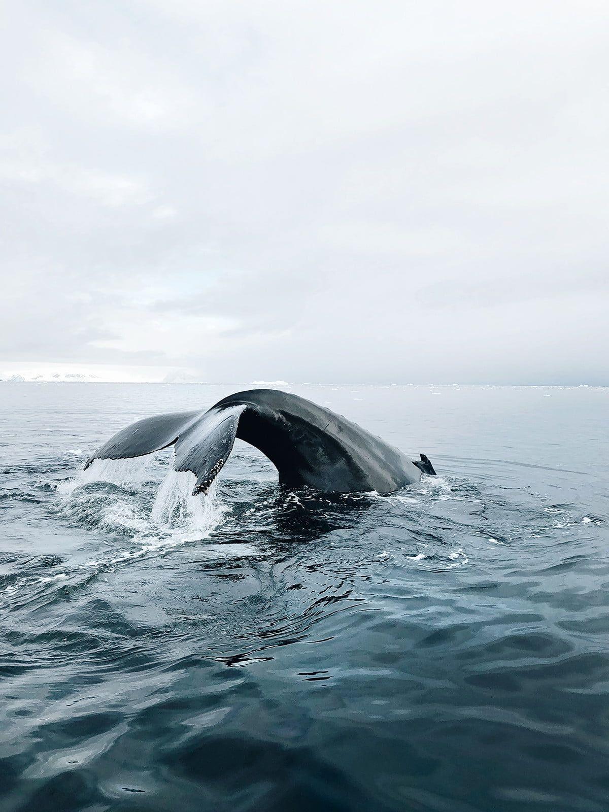 1200x1600 Photography Vsco Wallpaper For Laptop