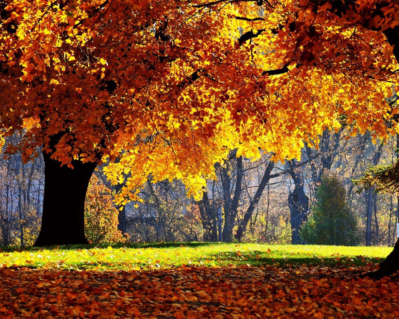 Fall Mac Wallpapers - Top Free Fall Mac Backgrounds - WallpaperAccess