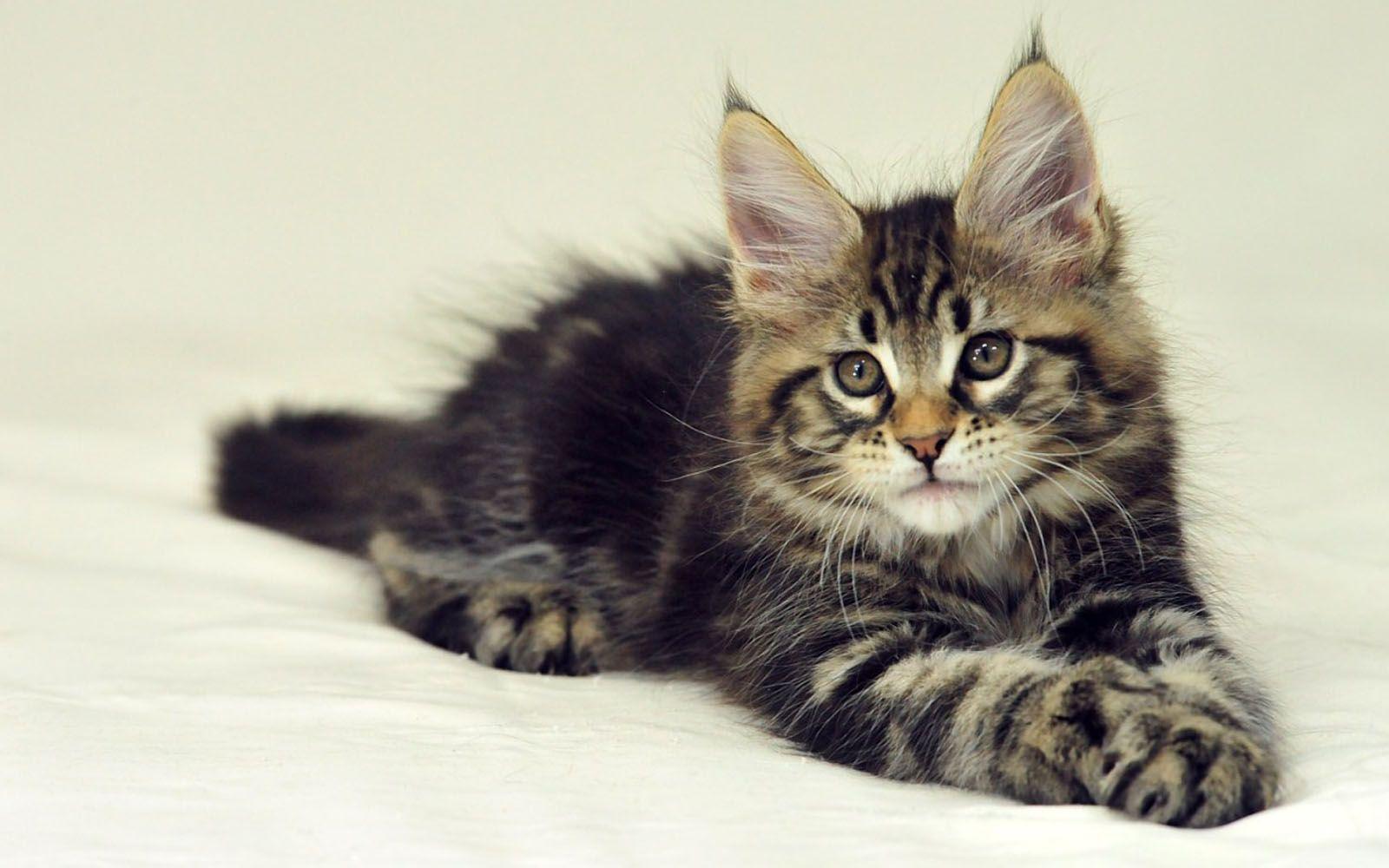 1600x1000 Maine Coon Wallpaper
