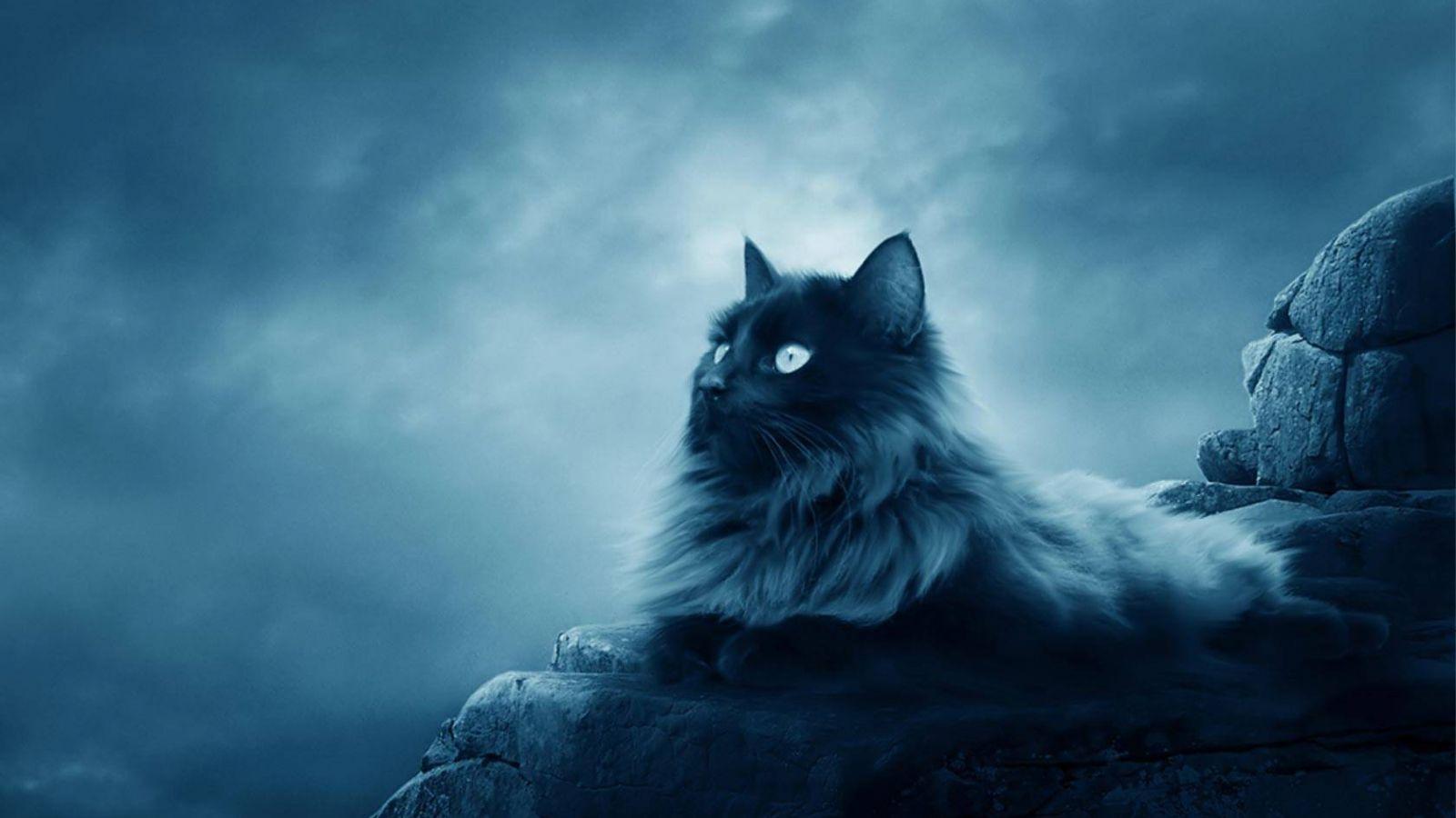 1600x900 Free download Maine Coon Kitten Wallpaper kittens Wallpaper [1680x1050] for your Desktop, Mobile & Tablet. Explore Maine Coon Wallpaper. Maine Wallpaper for Computer, Maine HD Wallpaper, Free Maine Wallpaper