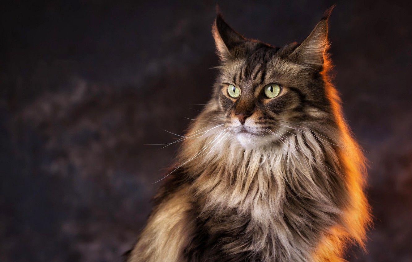 1332x850 Wallpaper cat, look, light, background, Cat, Maine Coon image for desktop, section кошки