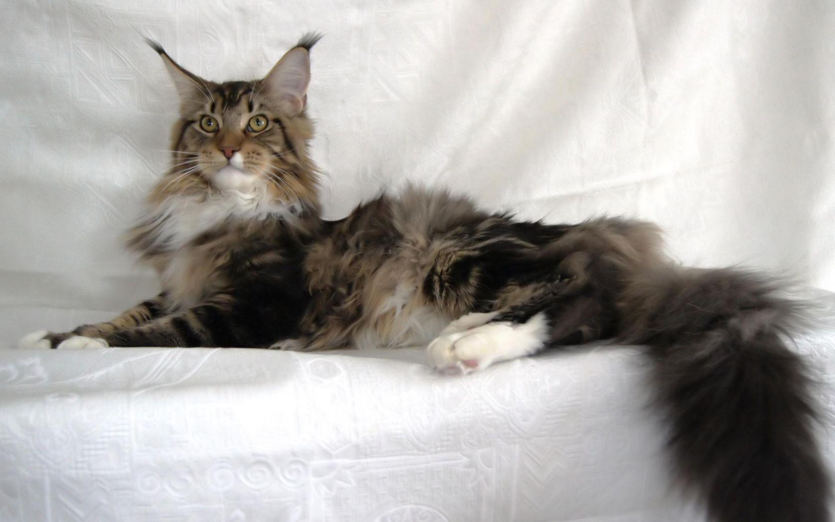 1680x1050 Free download Maine Coon cat Wallpaper THIS Wallpaper [2560x1600] for your Desktop, Mobile & Tablet. Explore Maine Coon Wallpaper. Maine Wallpaper for Computer, Maine HD Wallpaper, Free Maine Wallpaper