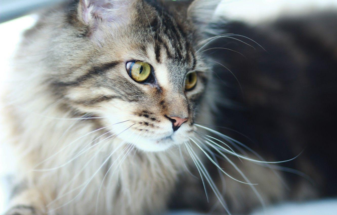 1332x850 Wallpaper cat, predator, Cat, Maine Coon image for desktop, section кошки
