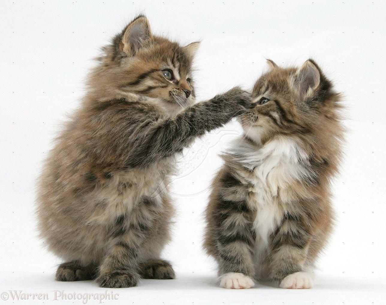 1288x1017 Maine Coon Kittens