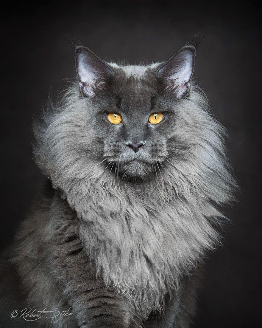 880x1100 Mythical Beasts: Photographer Captures The Majestic Beauty Of Maine Coons