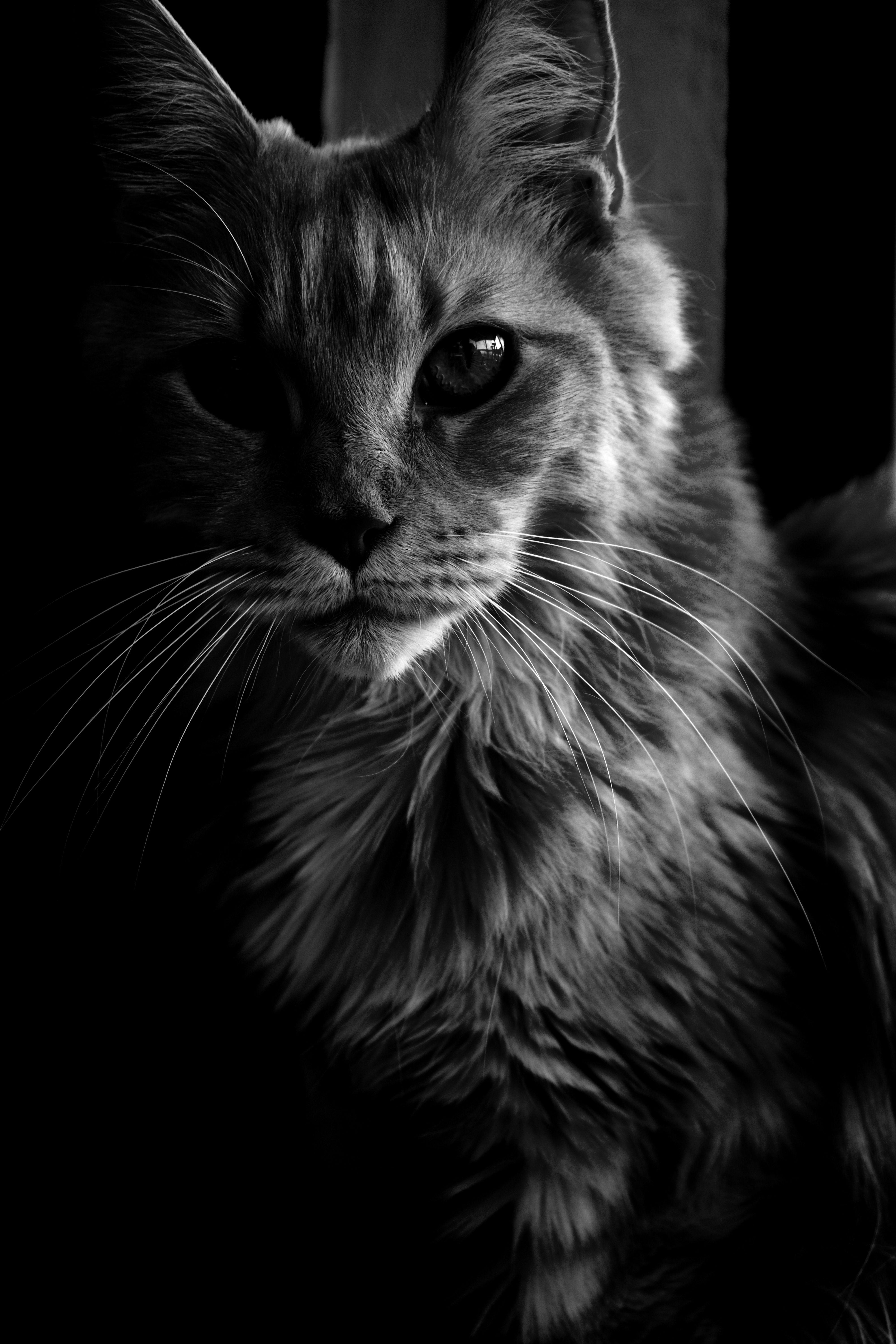 4000x6000 Download wallpaper 4000x6000 maine coon, cat, bw, fluffy, pet HD background