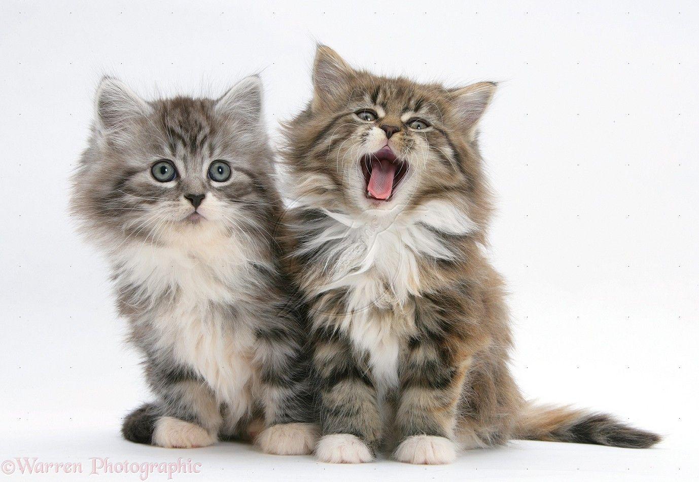 1378x951 Maine Coon kittens, 8 weeks old Desktop Wallpaperk HD