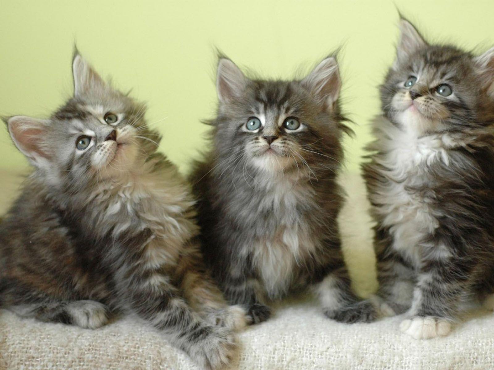 1600x1200 Maine Coon cat wallpaperx1200