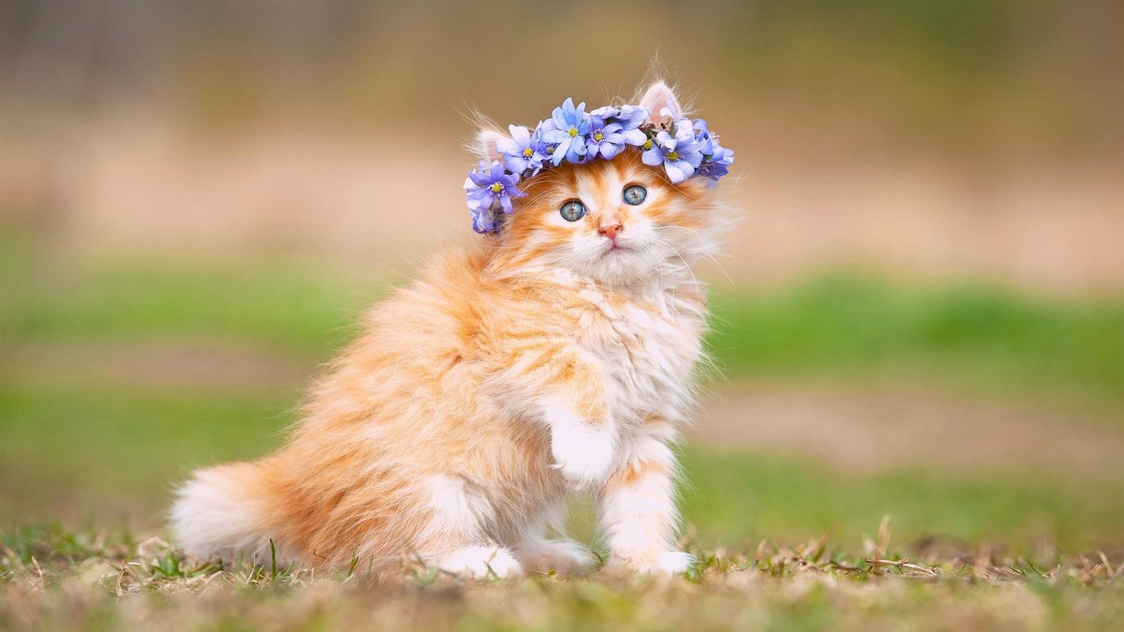 1600x900 Maine Coon (Kitten, Cute, Fluffy) HD Cat Wallpaper