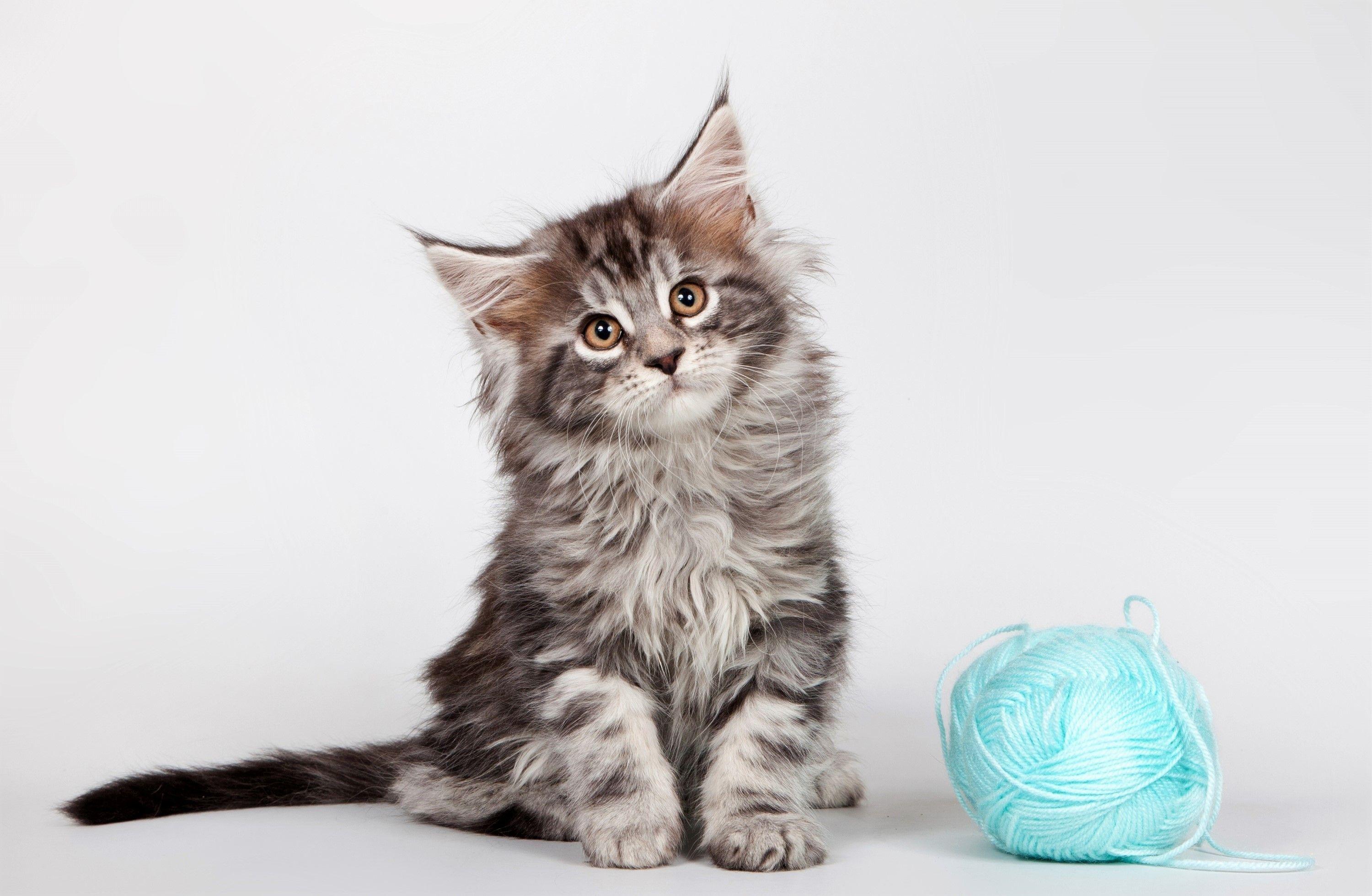 3000x1957 Maine Coon Wallpaper