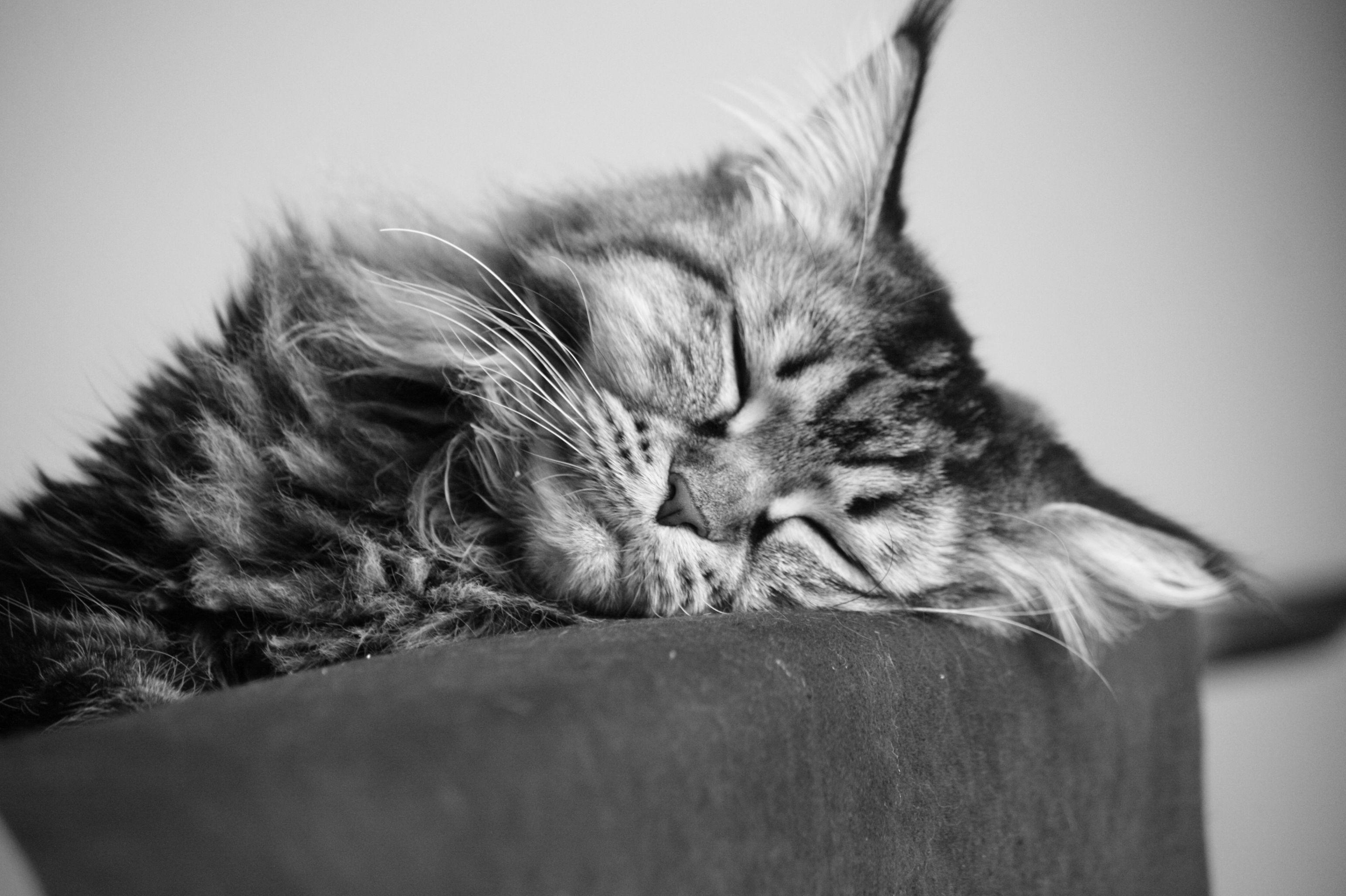 3088x2056 A Young Maine Coon Cat Sleeping, Black And White Photo Wallpaper And Image, Picture, Photo