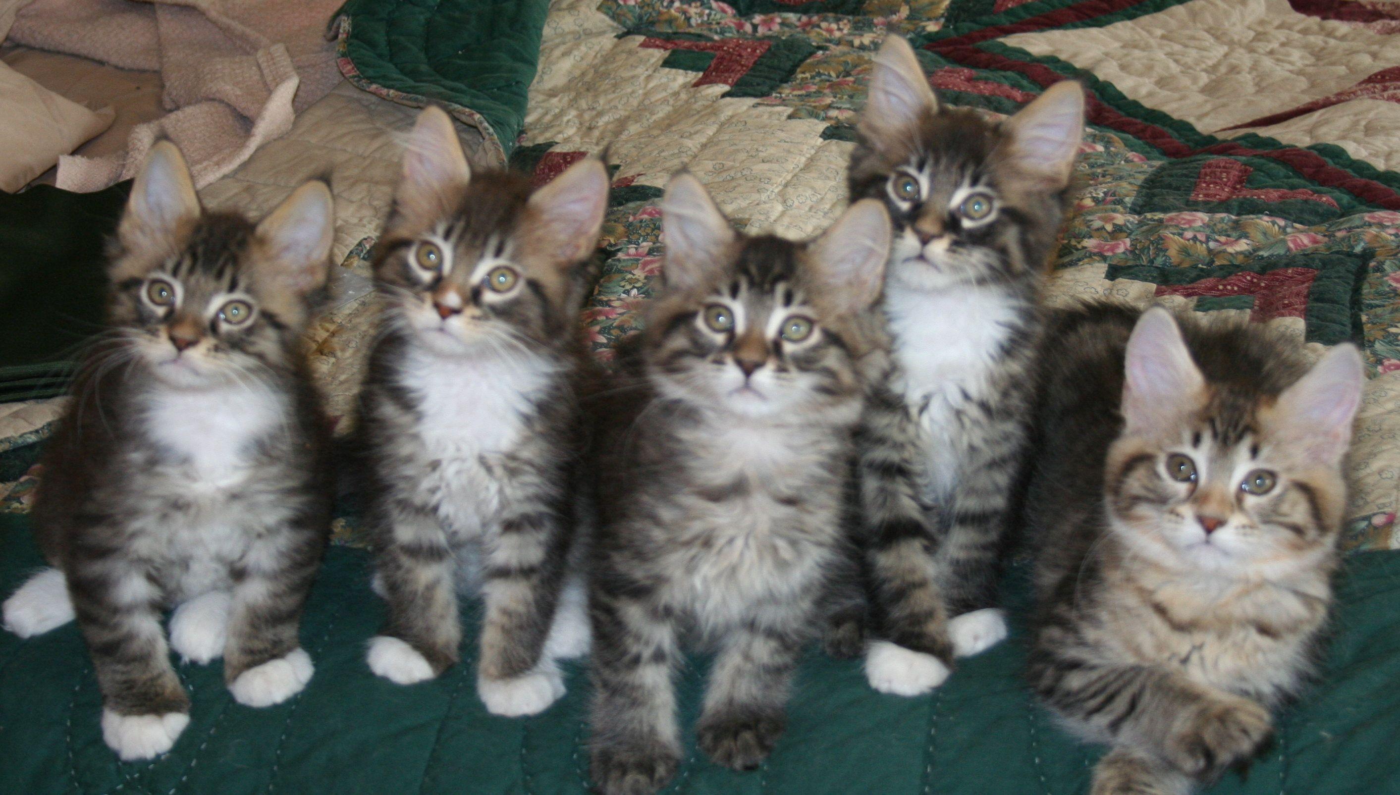 2826x1605 Maine Coon kittens wallpaper 184 - Maine Coon Cats Wallpaper