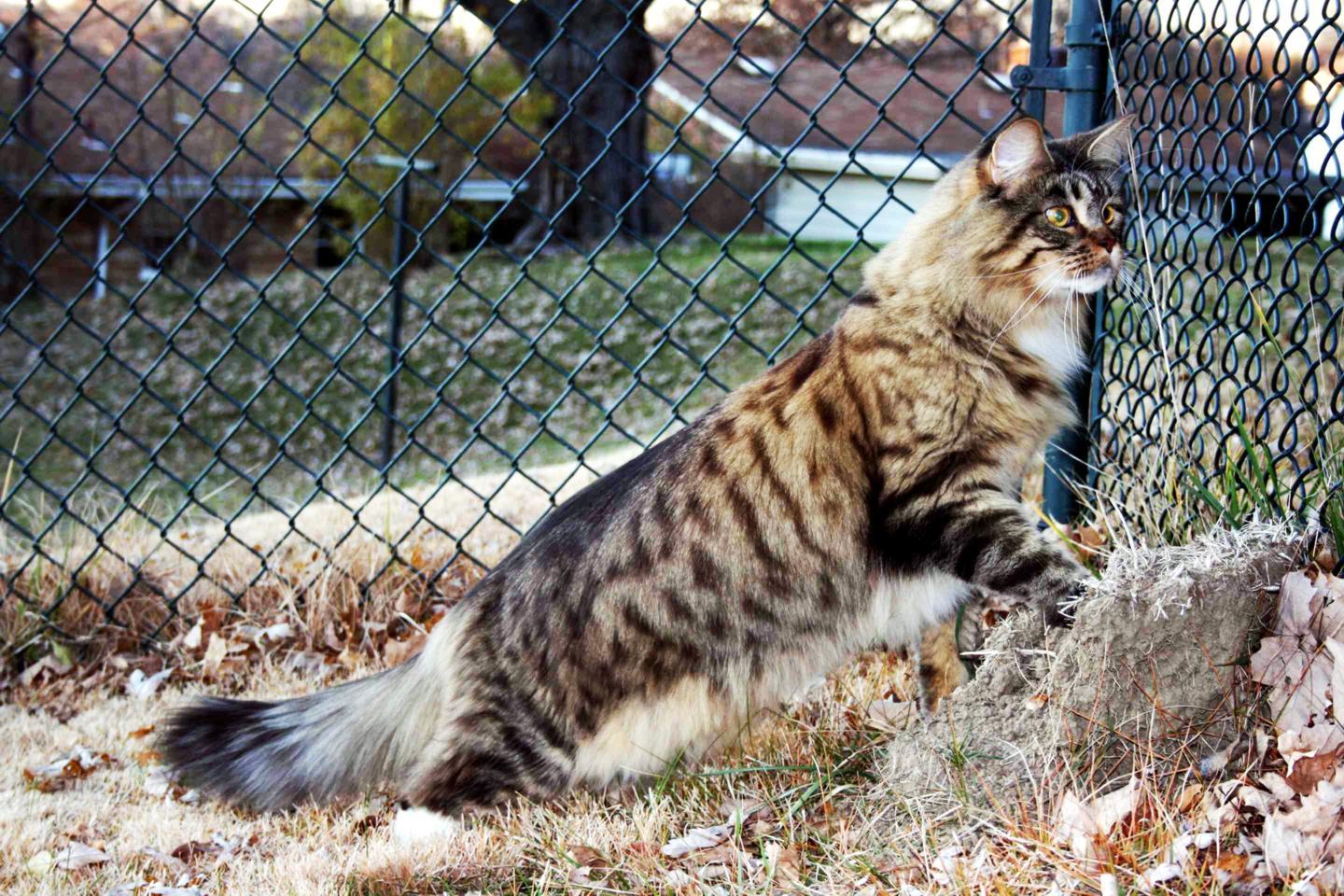 1440x960 Maine Coon cat wallpaperx960