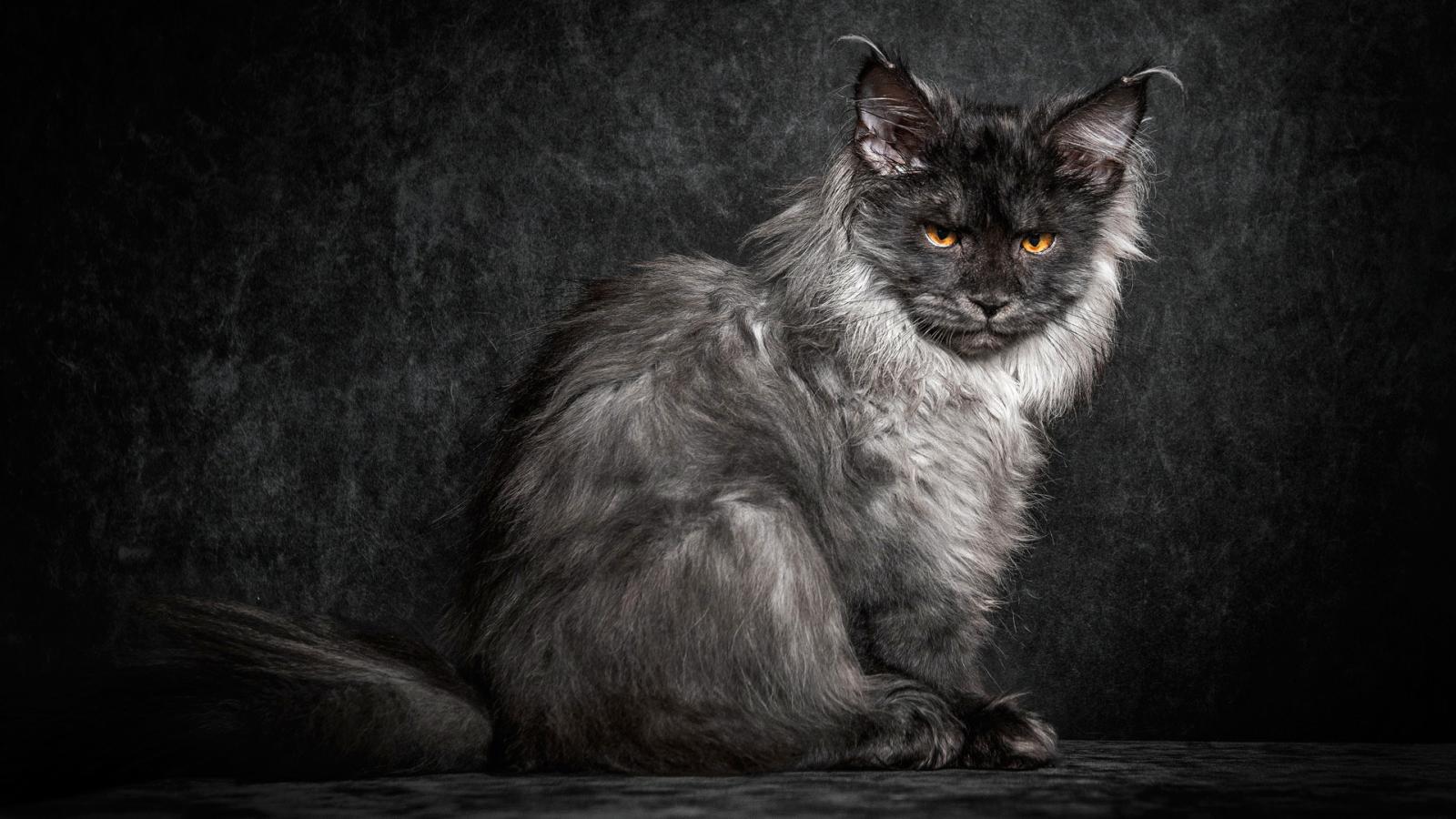 1600x900 Amazing Desktop Maine Coon Wallpaper