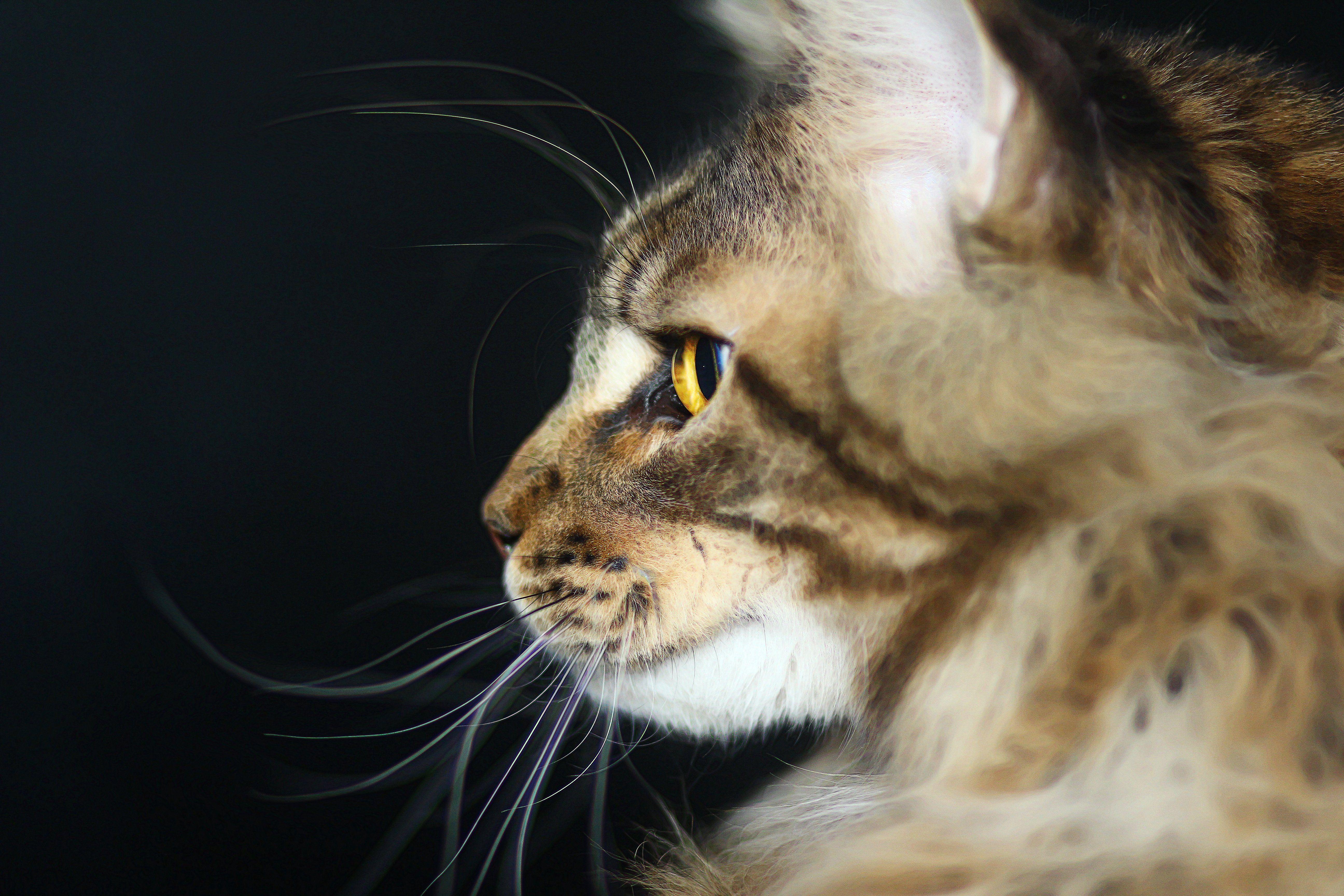 5184x3456 Cat predator Maine coon wallpaperx3456