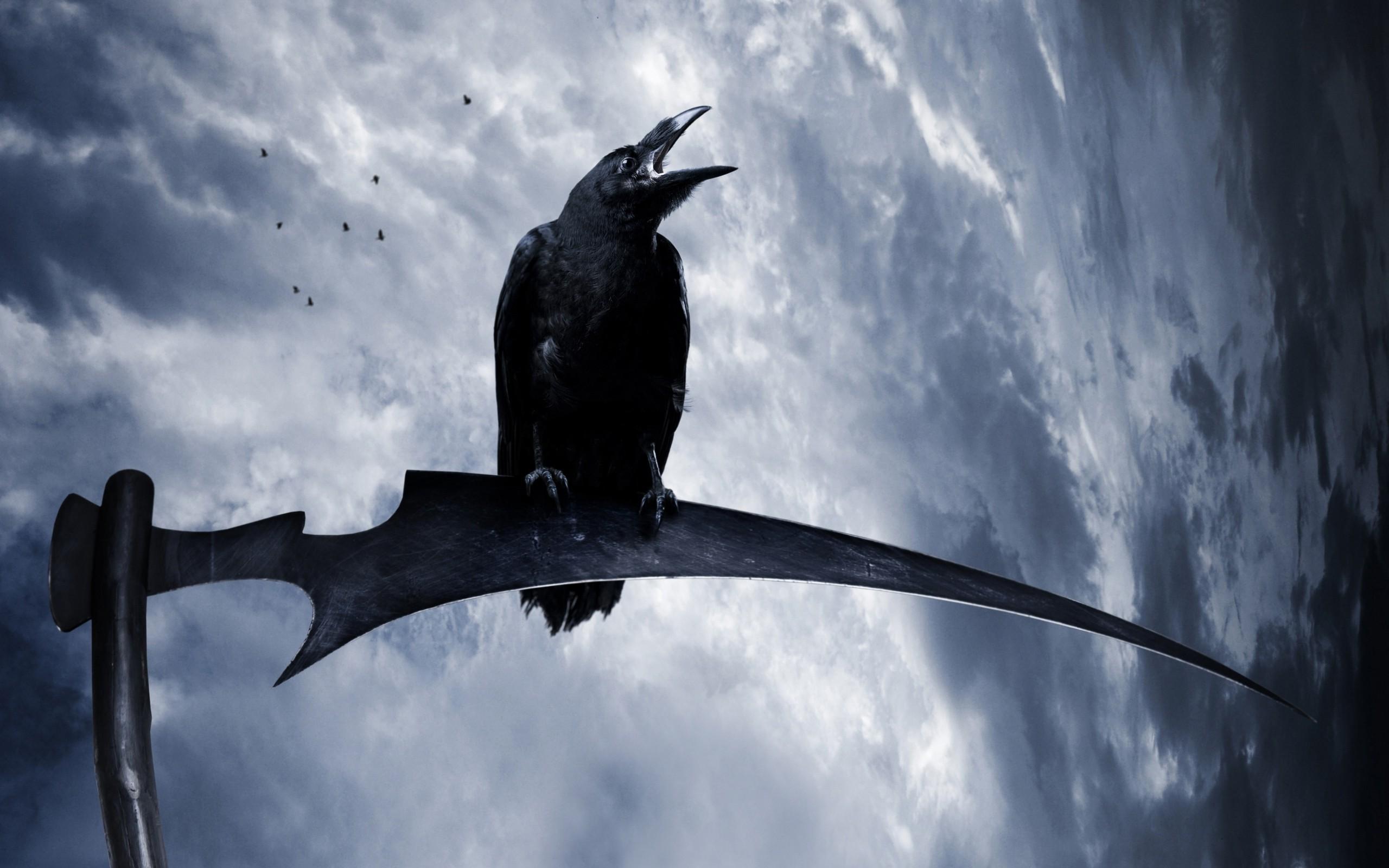 2560x1600 Raven Animal Wallpaper
