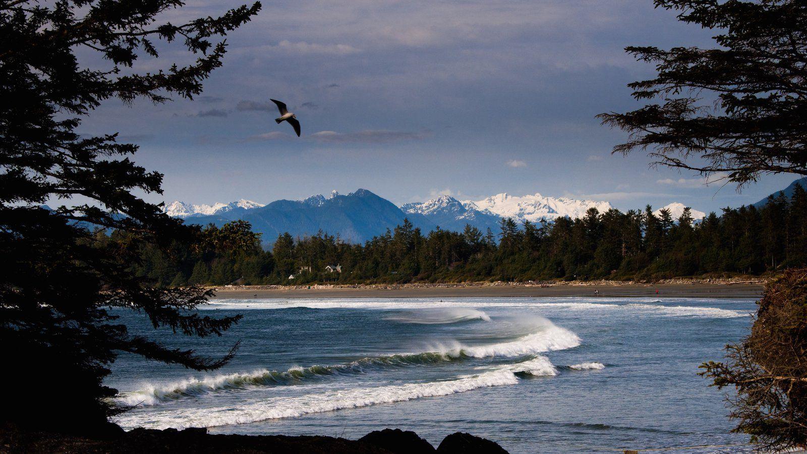 1600x900 Bird Picture: View Image of Vancouver Island
