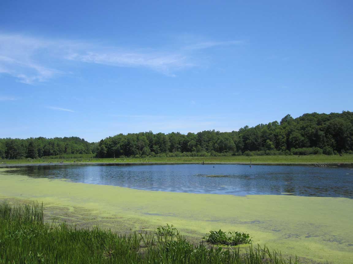 1152x864 Gardening While Intoxicated: A beautiful preserve with beautiful weeds