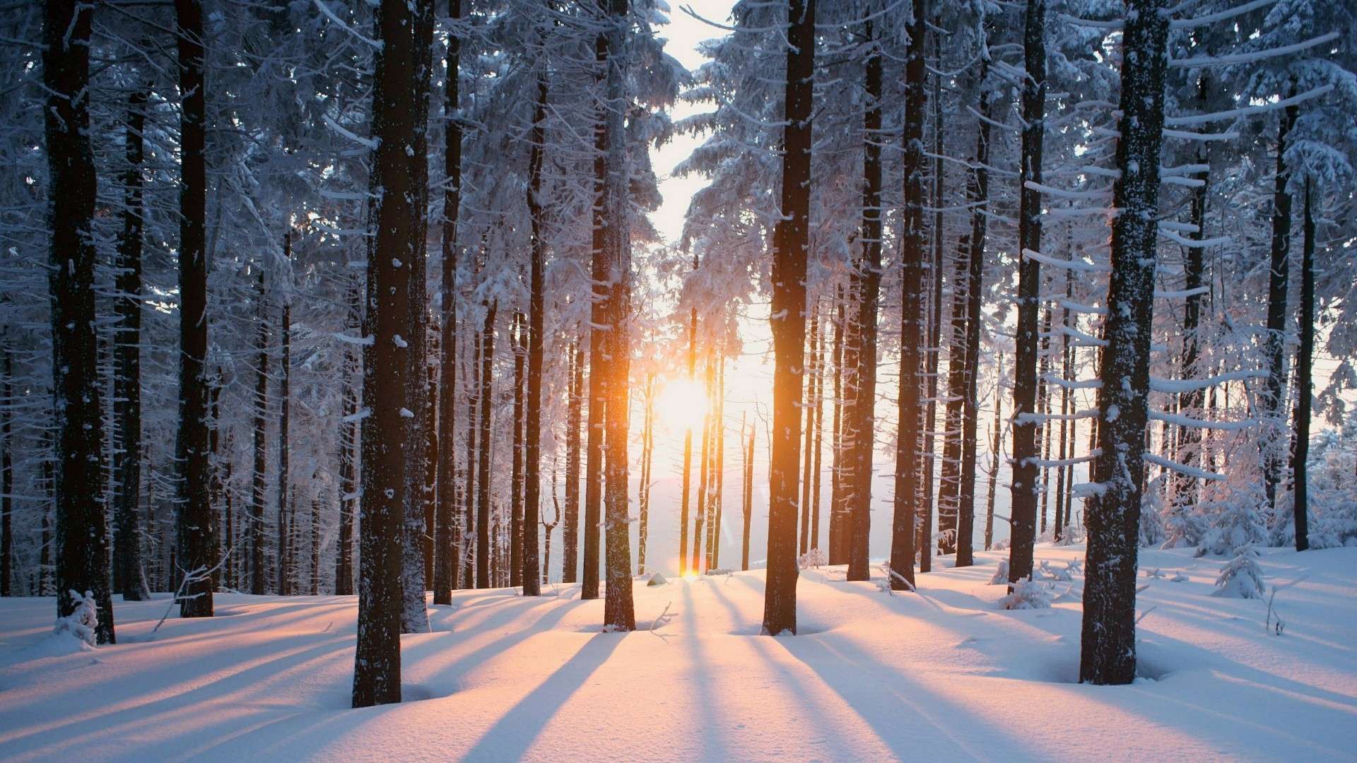 1920x1080 High Resolution Winter Forest Wallpaper