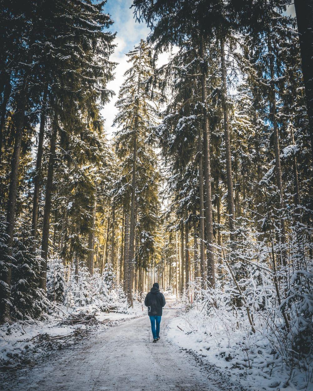 1000x1250 Winter Forest Picture. Download Free Image