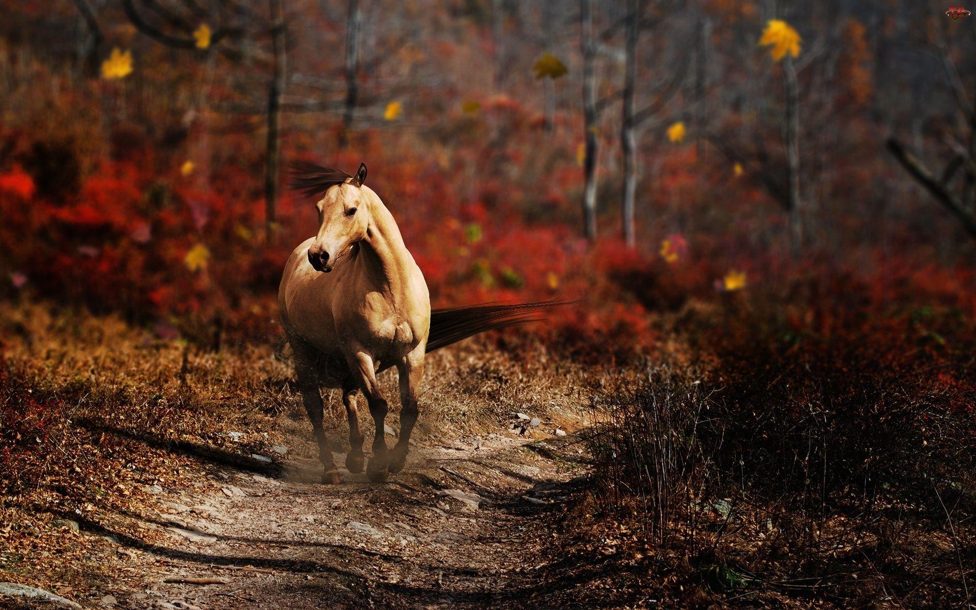 1920x1200 horse information Desktop Wallpaperk HD