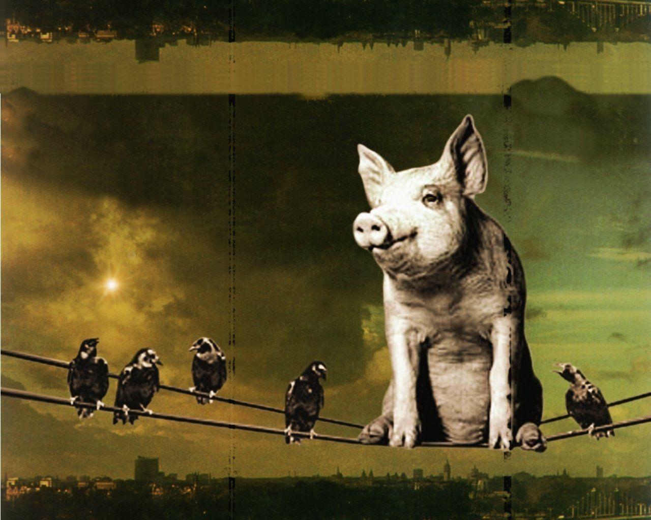 Pink Floyd and Roger Waters wallpaper  free download