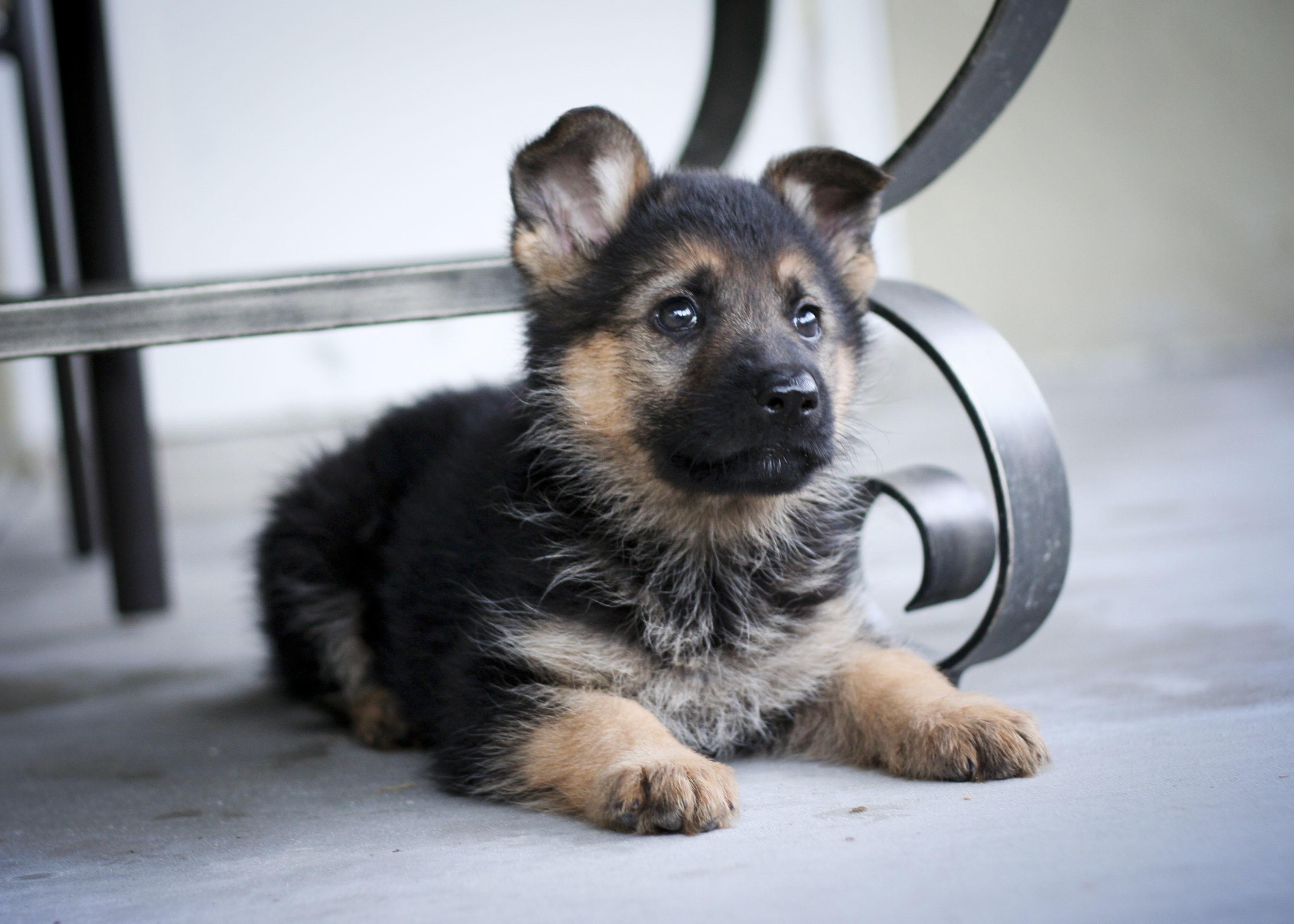2986x2133 Baby German Shepherds Wallpaper