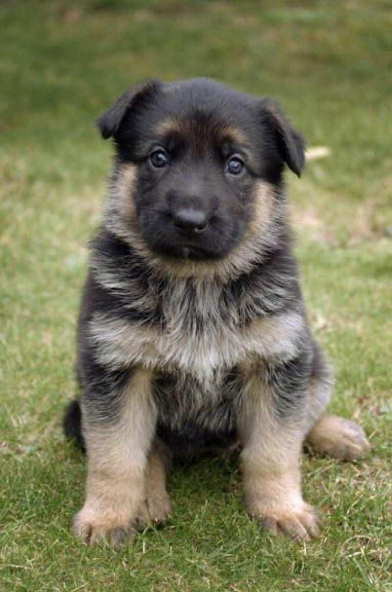 800x1206 Baby German Shepherds Wallpaper