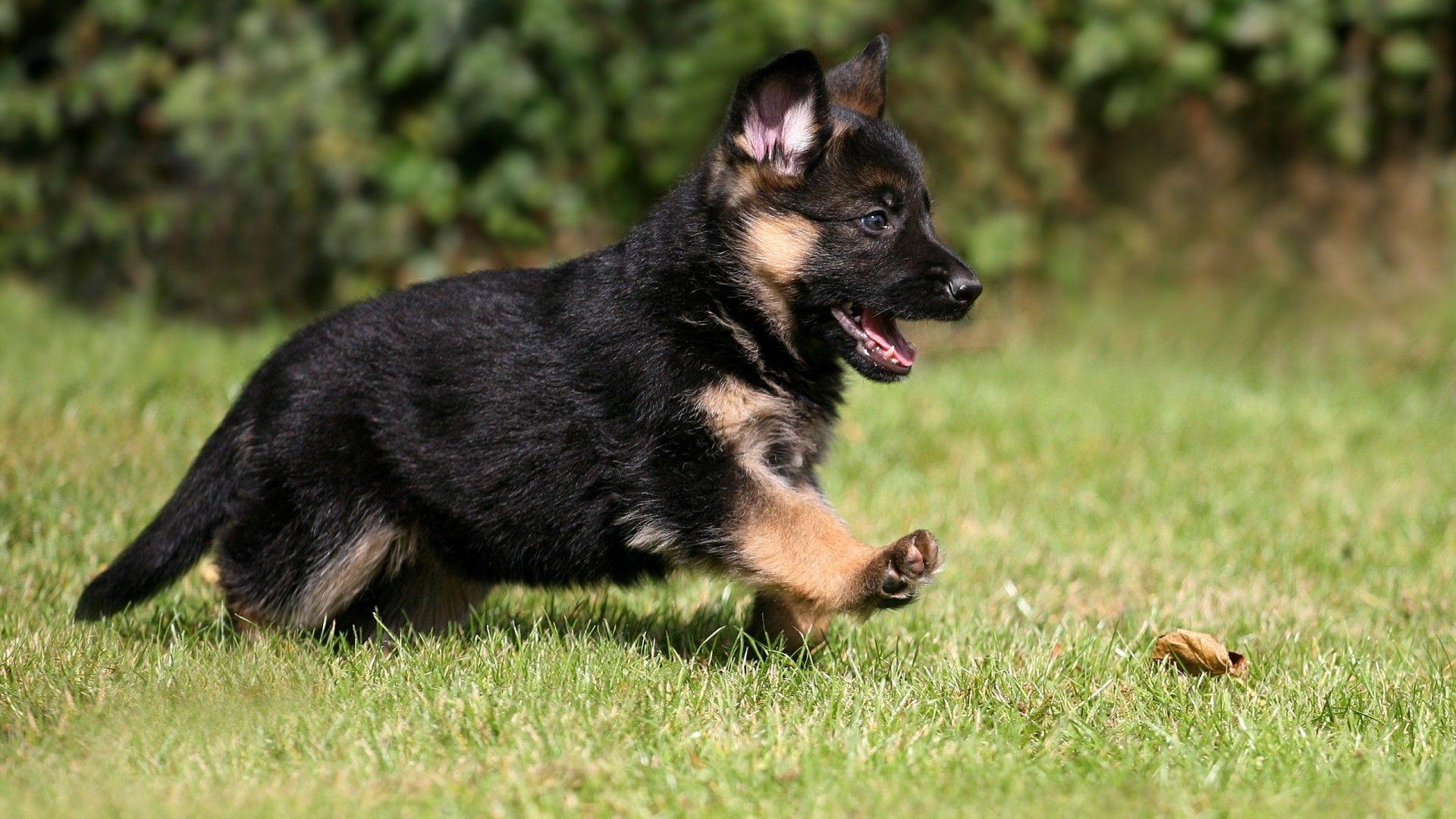 1920x1080 German Shepherd Puppies Wallpaper