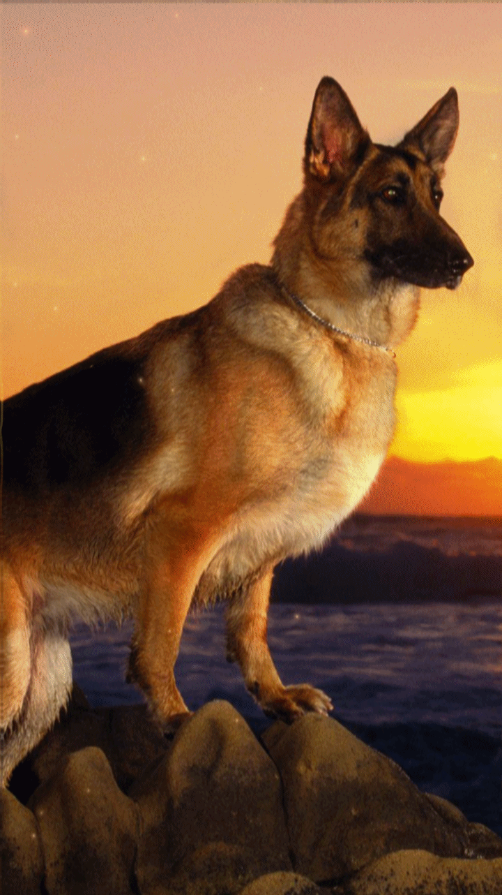 720x1282 german shepherd wallpaper dog breeds. german shepherd wallpaper beautiful. alsatian dog puppies. German shepherd dogs, Live wallpaper, German shepherd