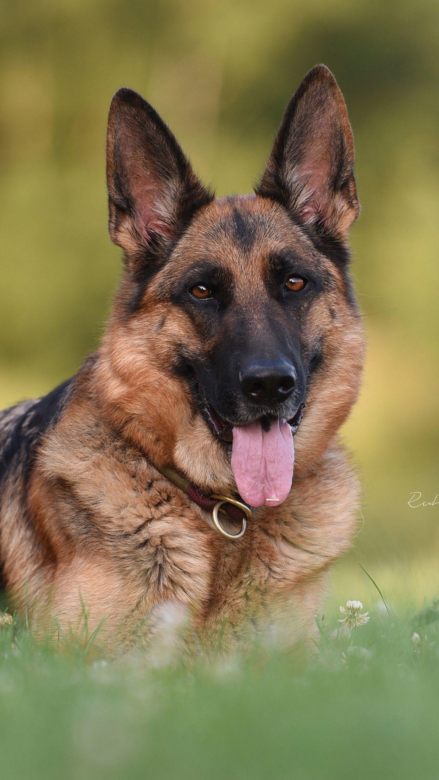 1440x2560 German Shepherd 4K HD Wallpaper