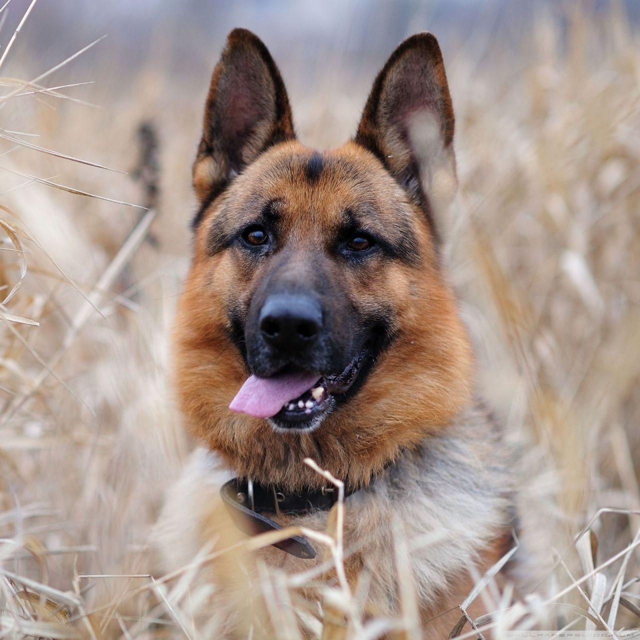 1280x1280 German Shepherd Ultra HD Desktop Background Wallpaper for 4K UHD TV : Tablet