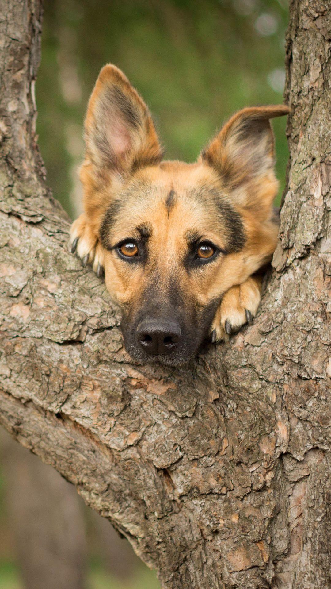 1080x1920 1080x Hier Bei Xshyfc Shepherd Wallpaper Phone