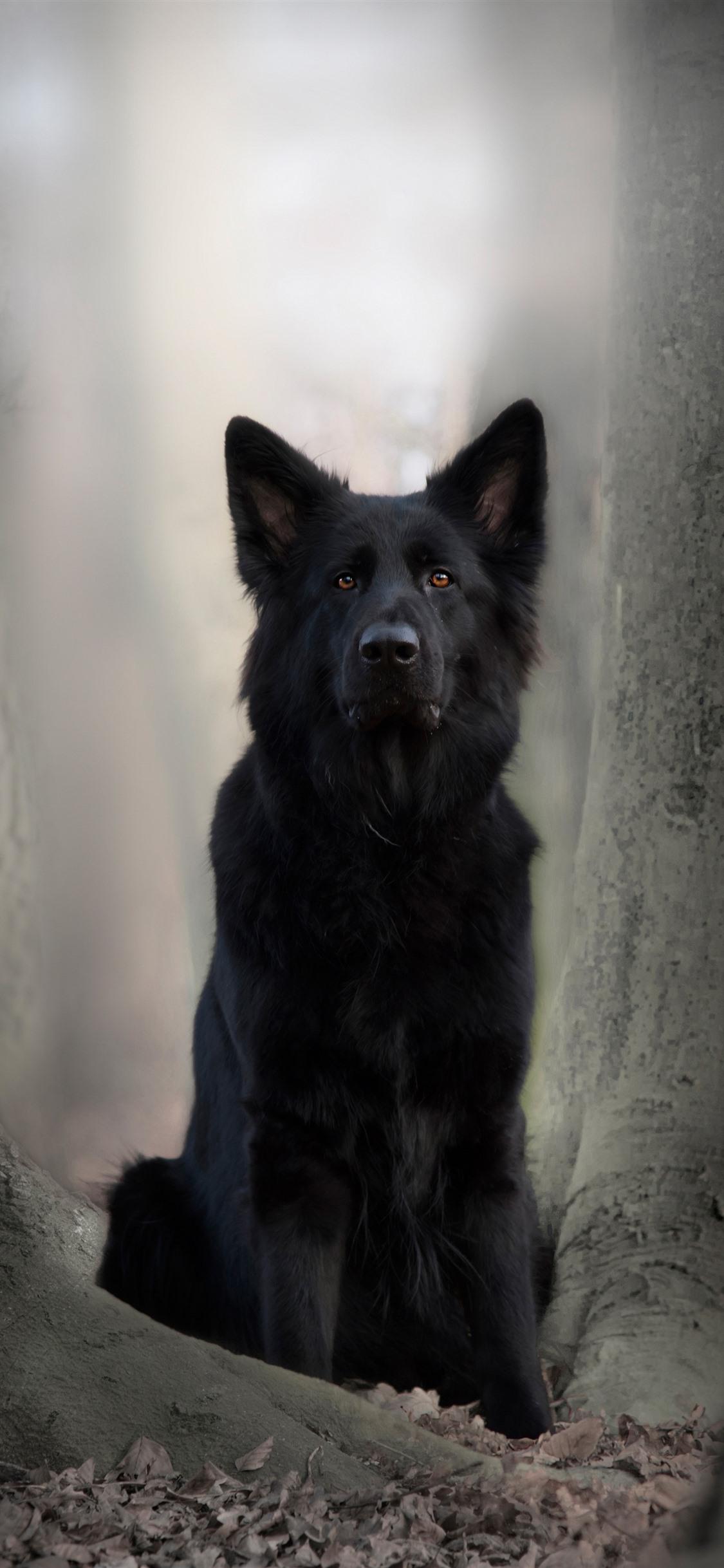 1125x2436 German Shepherd iPhone Wallpaper