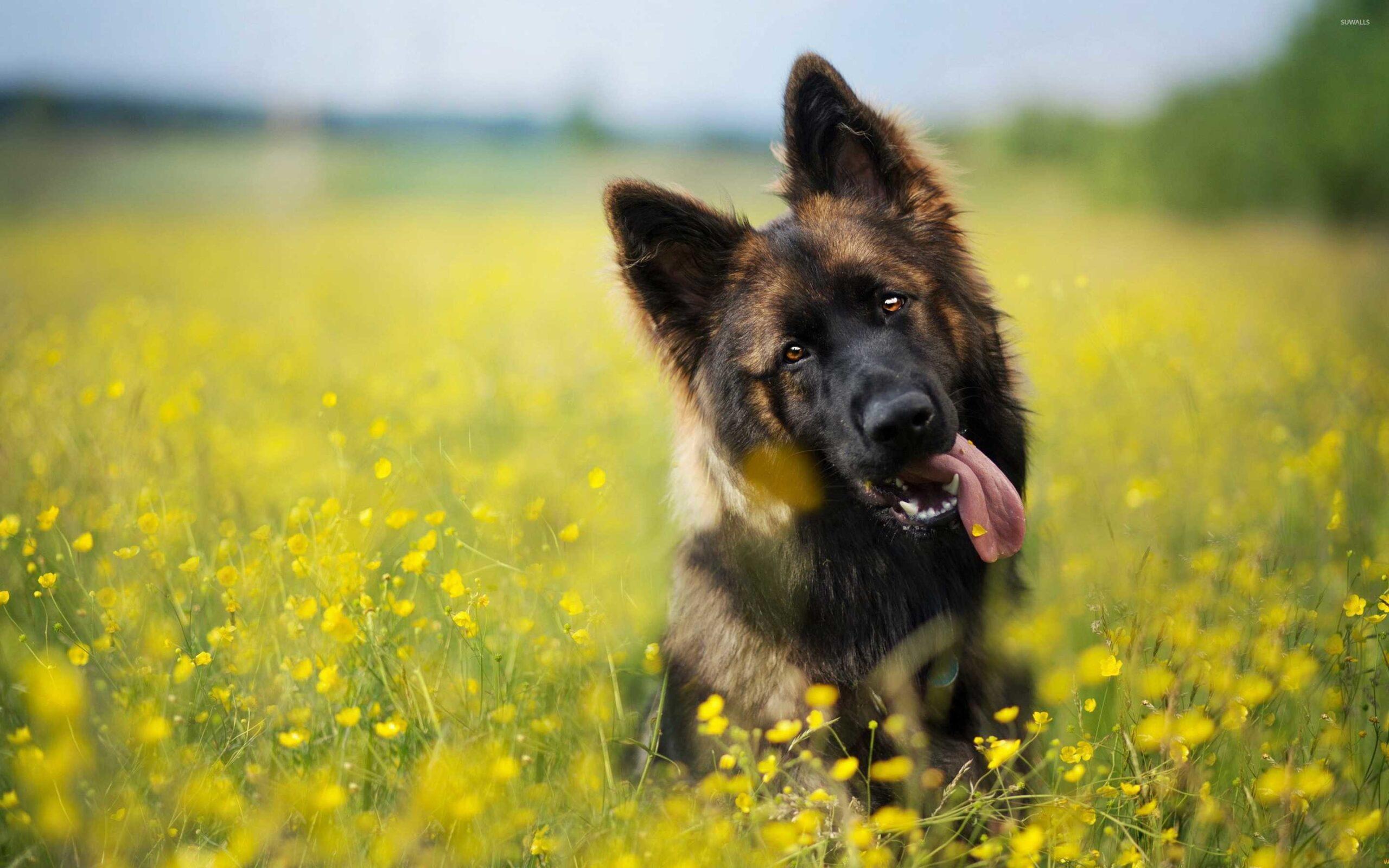 2560x1600 German Shepherd Dog Wallpaper