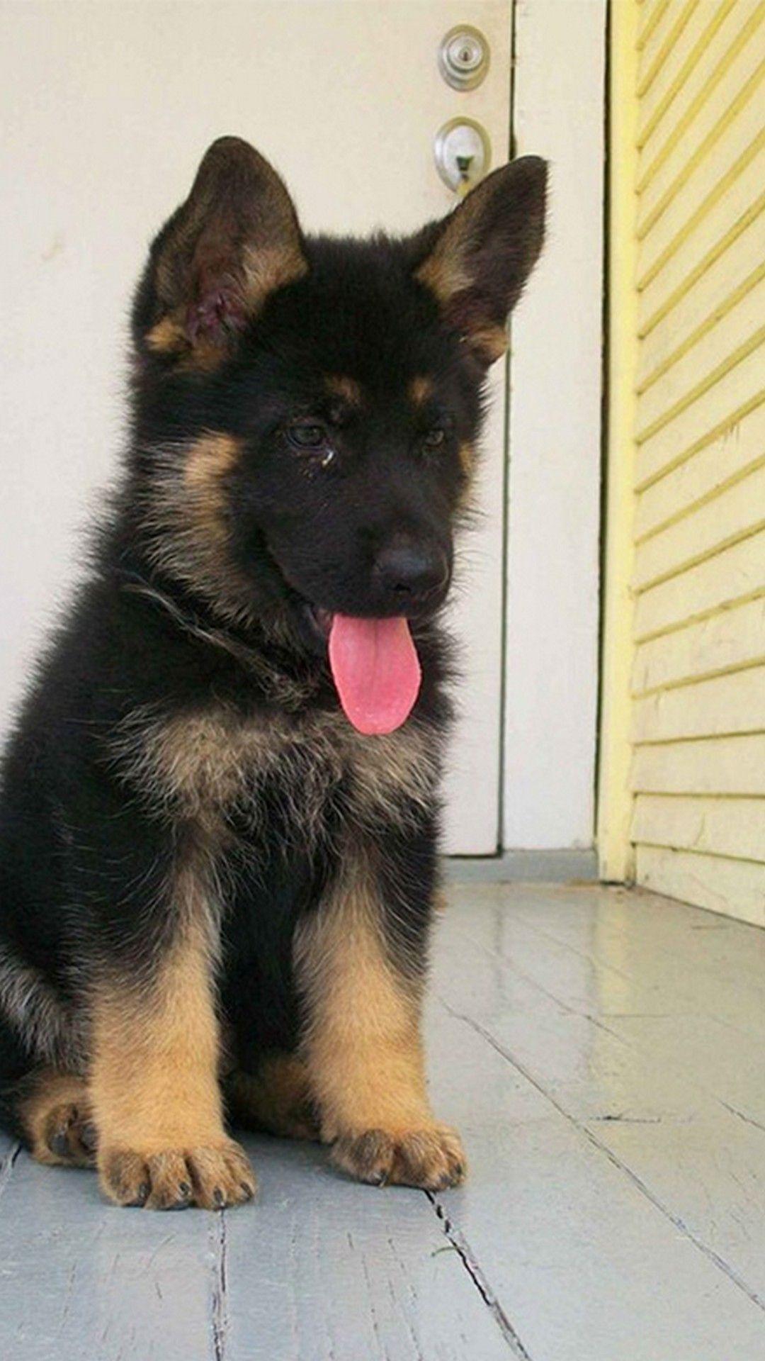 1080x1920 iPhone 8 Wallpaper Puppies German Shepherd Wallpaper Miniature German Shepherd Wallpaper & Background Download