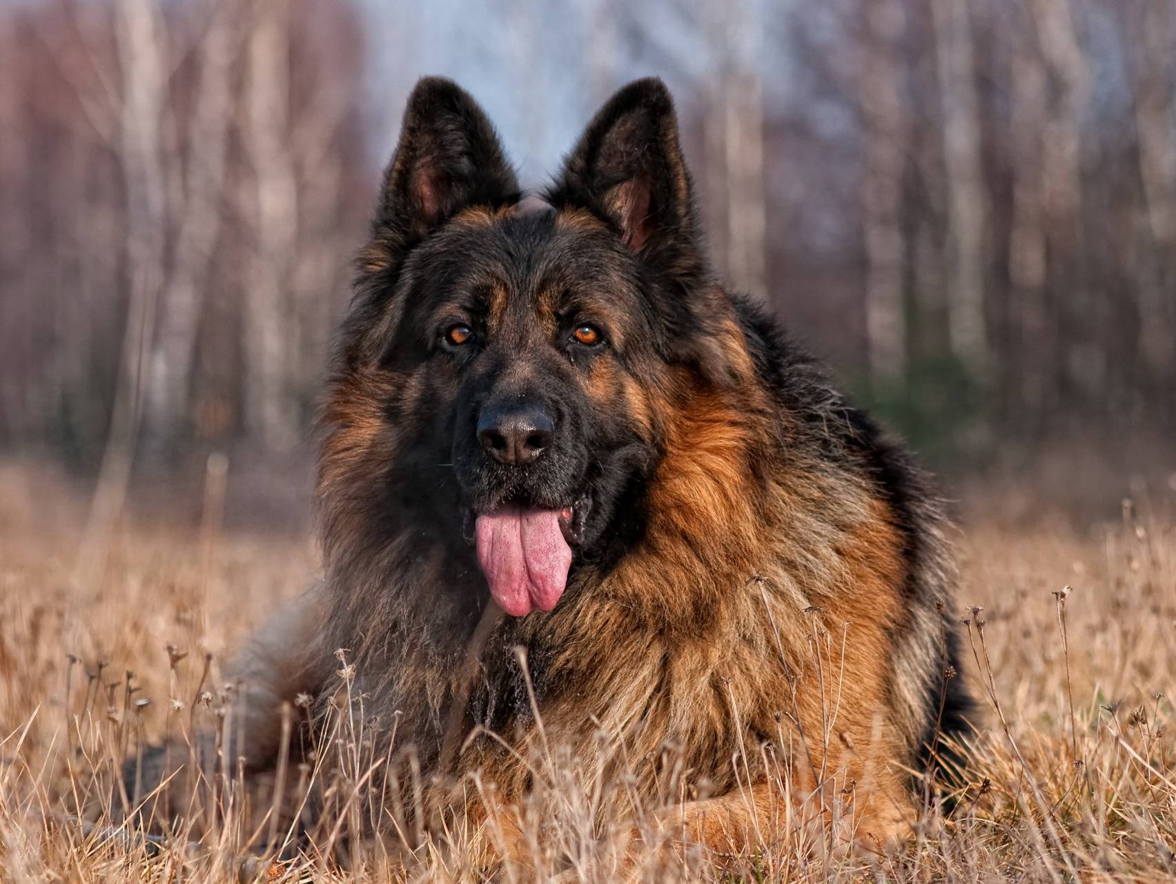 1704x1280 German shepherd puppy Wallpaper by ZEDGE™