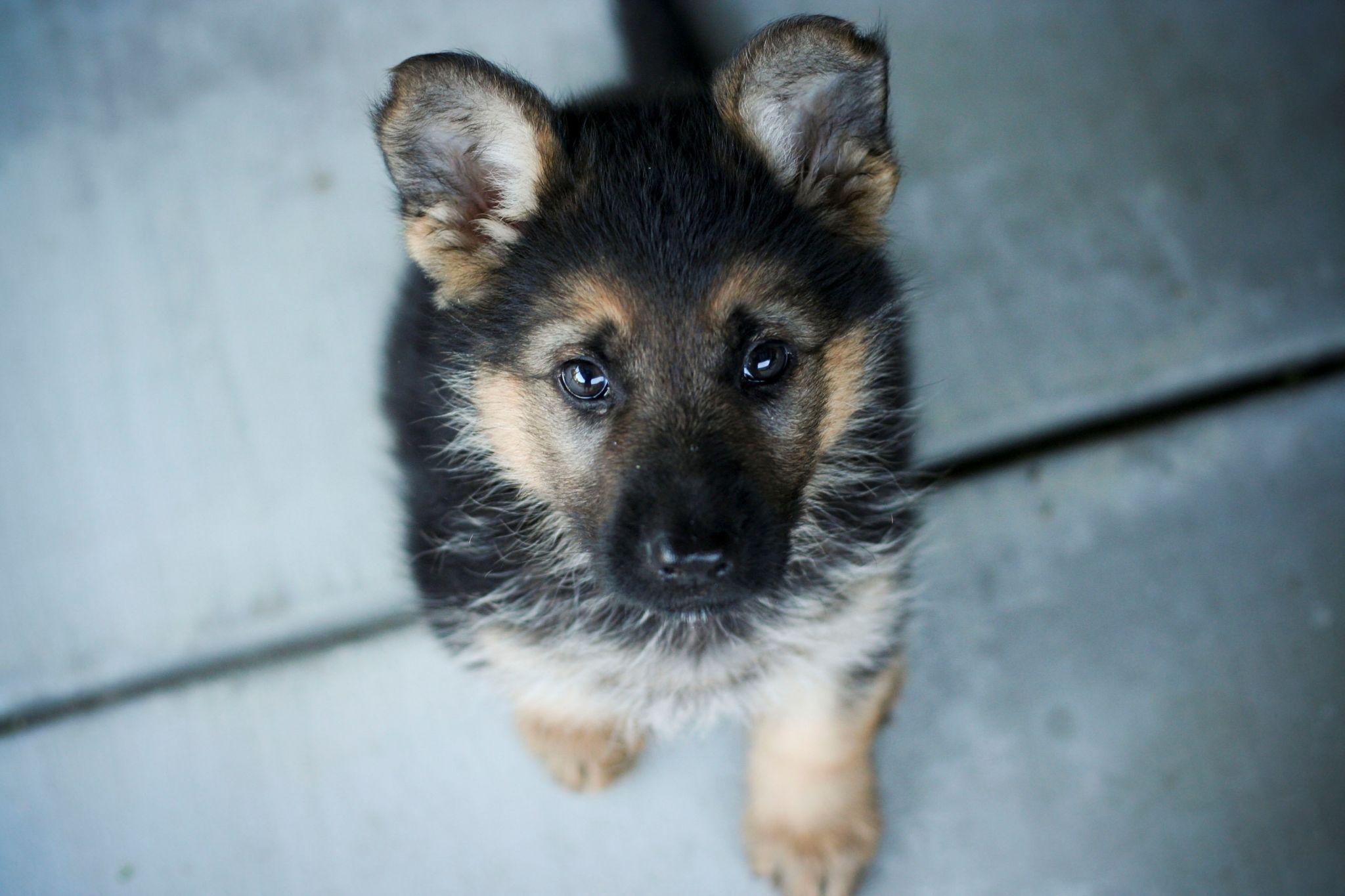 2048x1365 german shepherd screensavers background. Cute german shepherd puppies, German shepherd puppies, Shepherd puppies