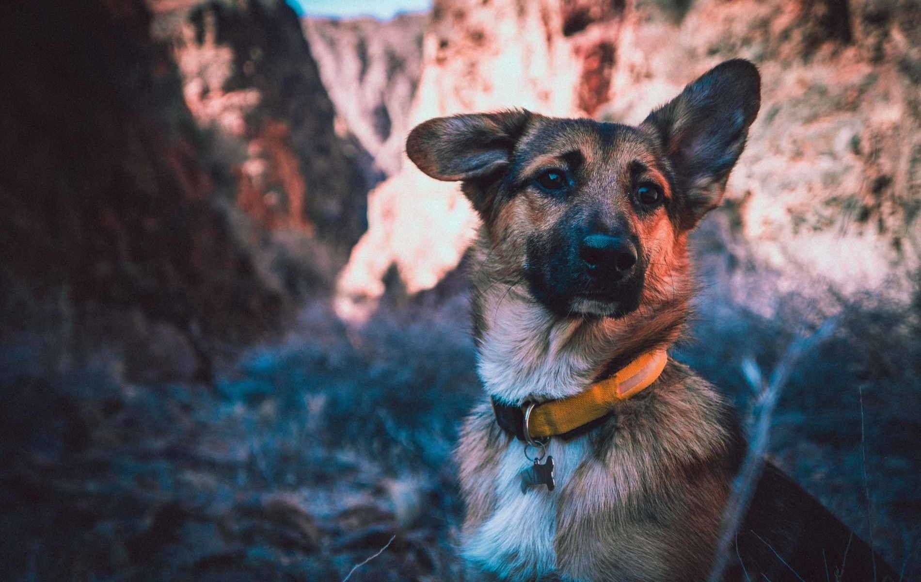 1900x1200 Picture Of Baby German Shepherd