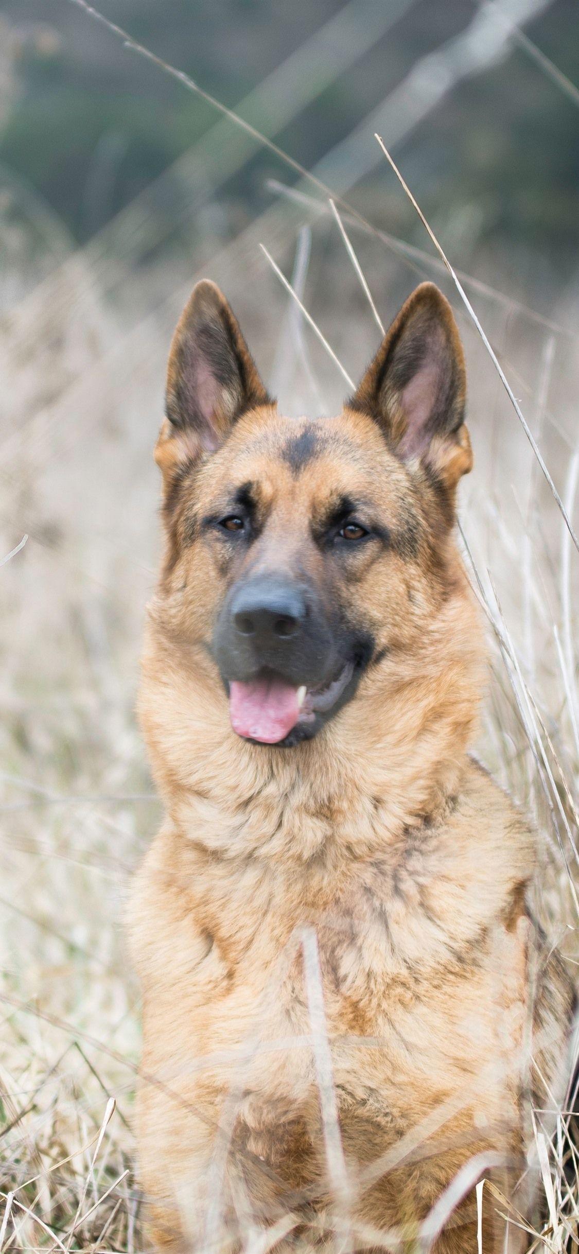 1125x2436 German Shepherd iPhone Wallpaper