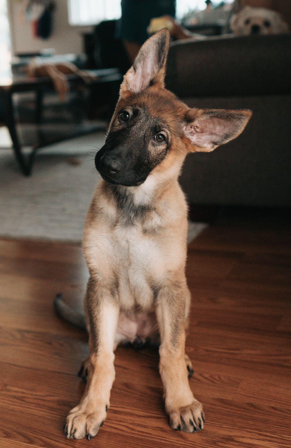 1000x1537 German Shepherd Dog Picture [HD]. Download Free Image