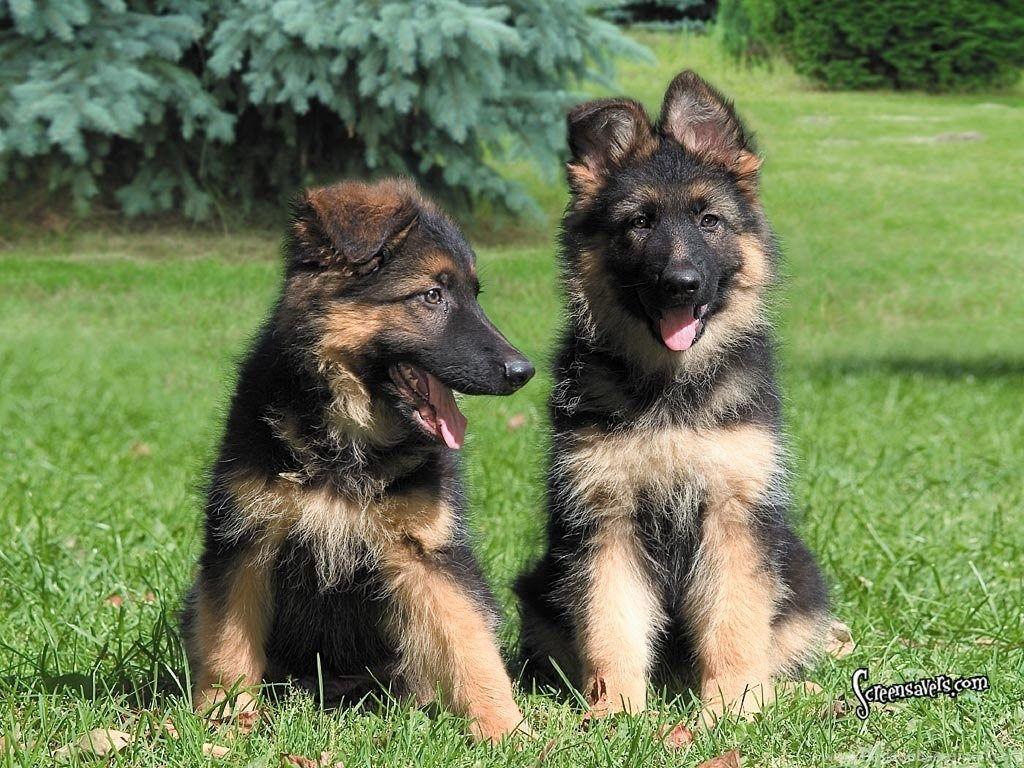 1024x768 German Shepherd Wallpaper And 8 Free HD Wallpaper. Desktop Background