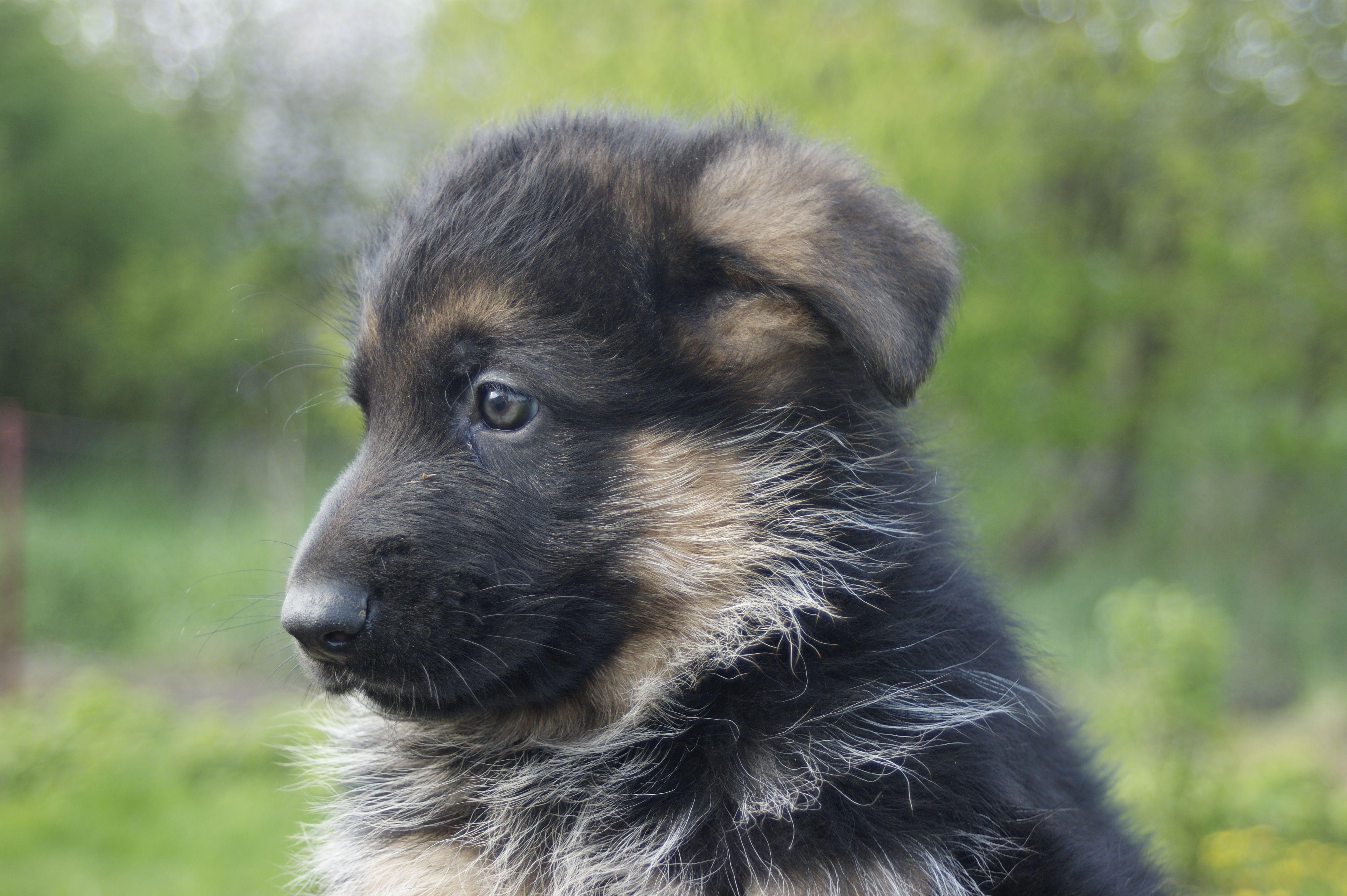 4592x3056 German Shepherd Dog Puppy Muzzle Baby Animal Wallpaper:4592x3056