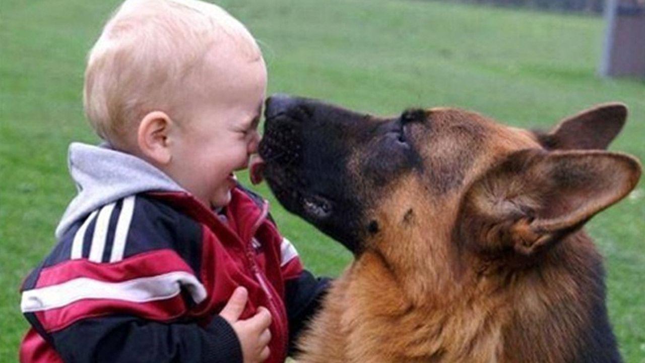 1280x720 Baby Playing with German Shepherd Dog. There's nothing greater than Dog and Baby
