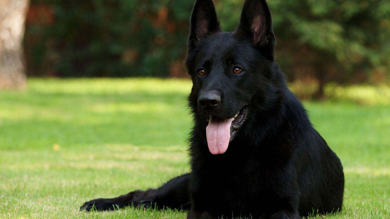 1366x768 Best Black German Shepherd Picture