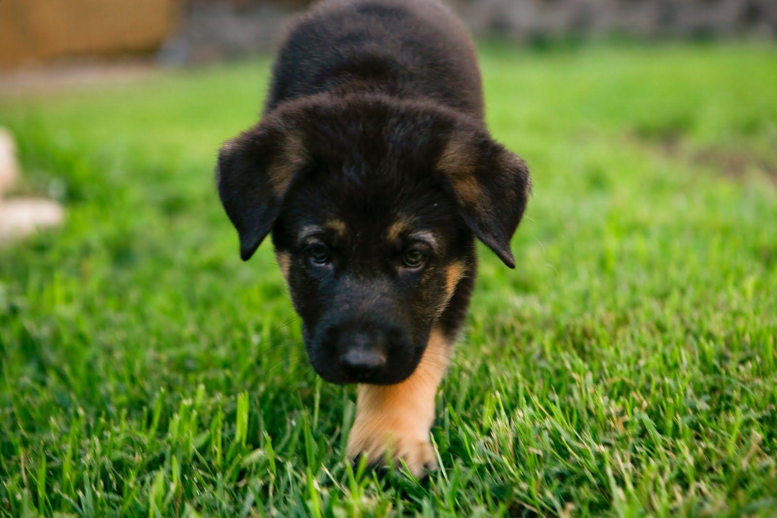 1600x1067 German Shepherd Wallpaper